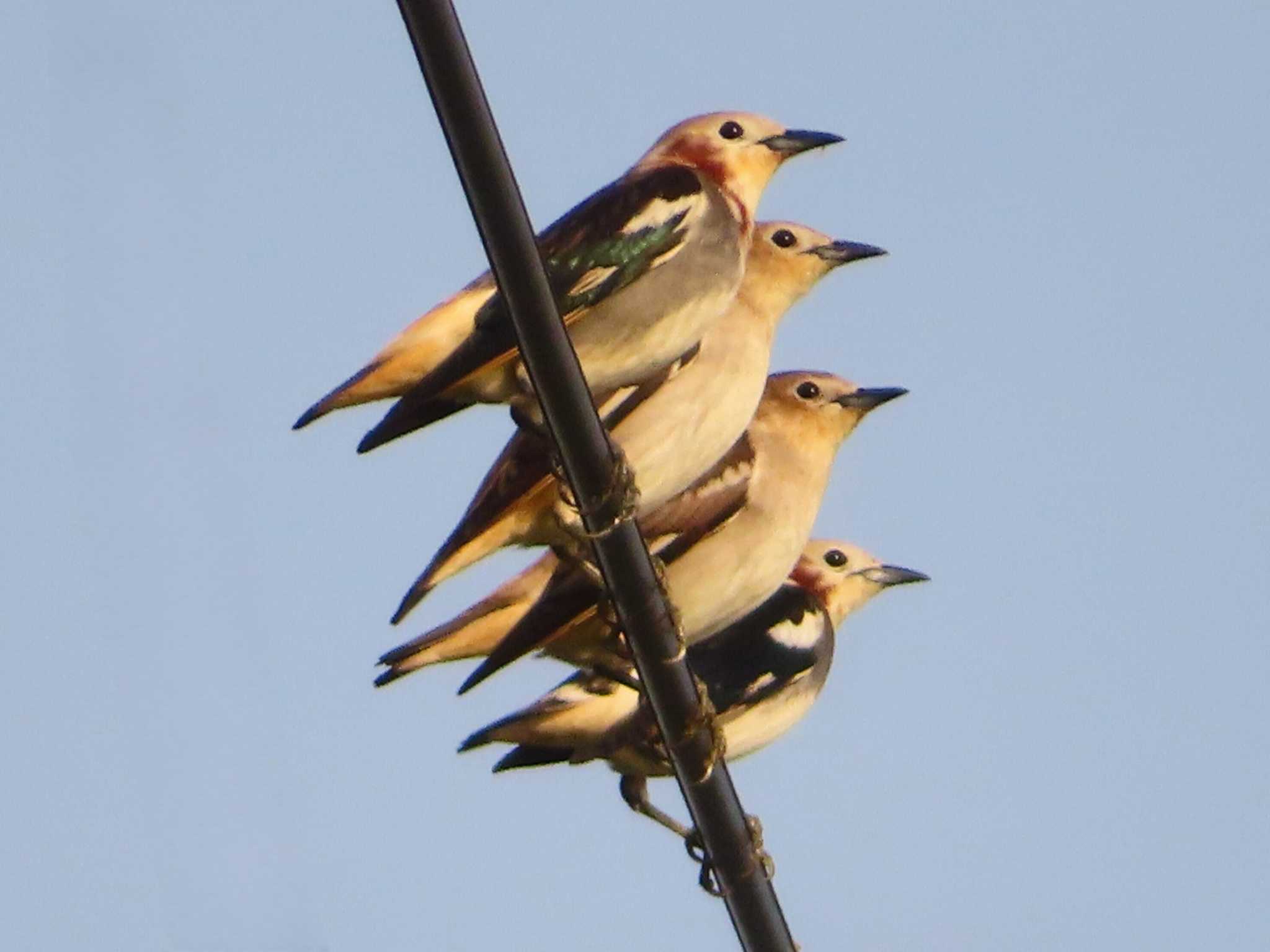 Photo of Chestnut-cheeked Starling at Inashiki by ゆ