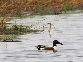 Northern Shoveler 東屯田遊水地 Sun, 4/28/2024