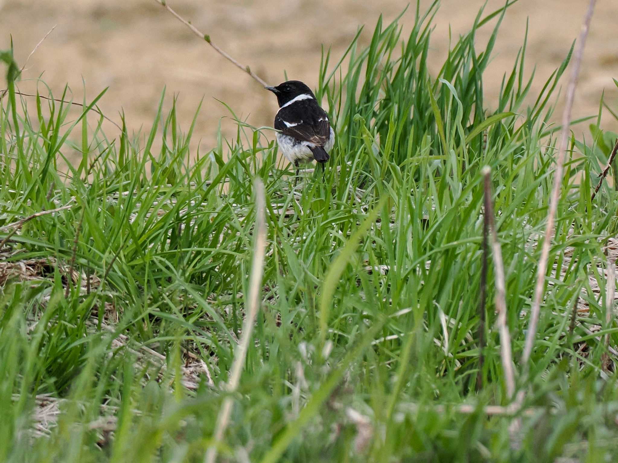 Photo of Amur Stonechat at 東屯田遊水地 by 98_Ark (98ｱｰｸ)