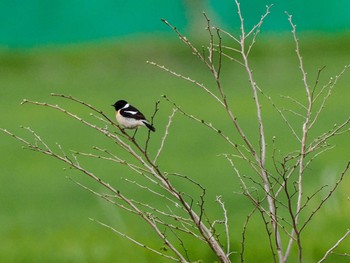 Amur Stonechat 東屯田遊水地 Sun, 4/28/2024