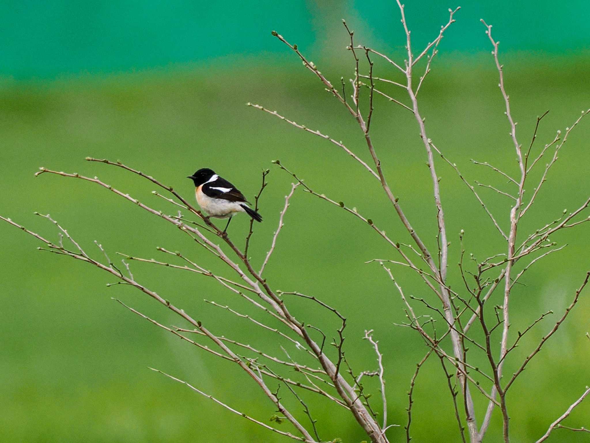 Amur Stonechat