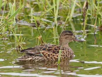 Eurasian Teal 東屯田遊水地 Sun, 4/28/2024