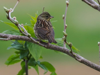 Masked Bunting 東屯田遊水地 Sun, 4/28/2024