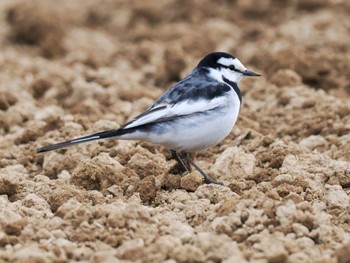 White Wagtail 東屯田遊水地 Sun, 4/28/2024