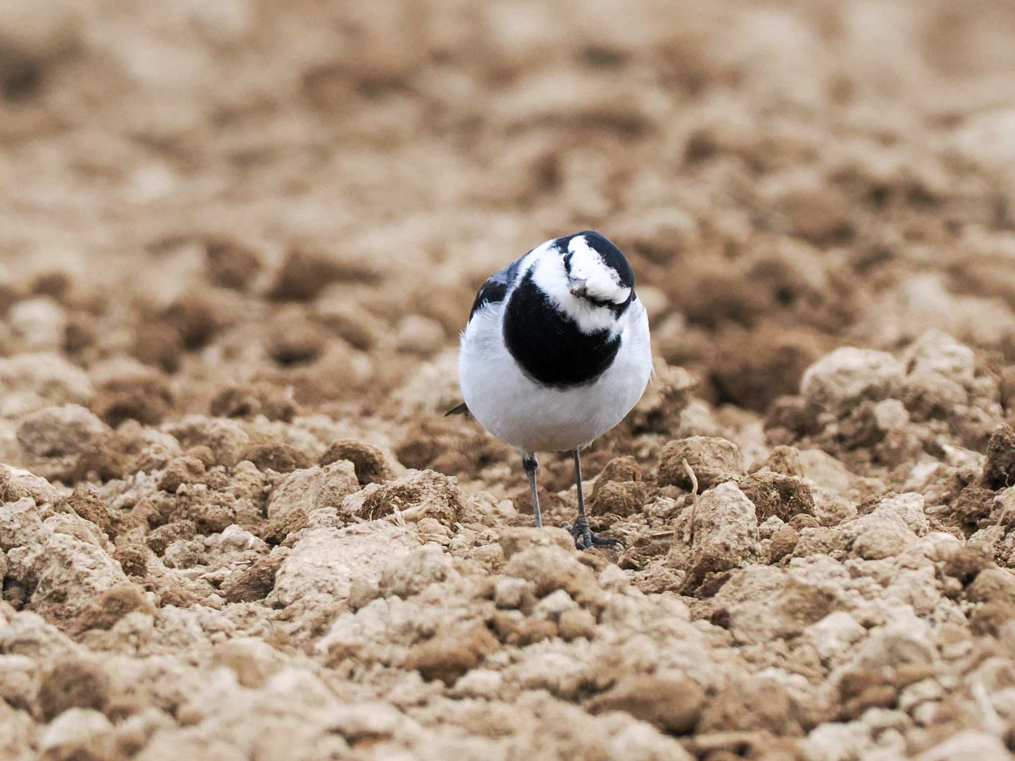 Photo of White Wagtail at 東屯田遊水地 by 98_Ark (98ｱｰｸ)