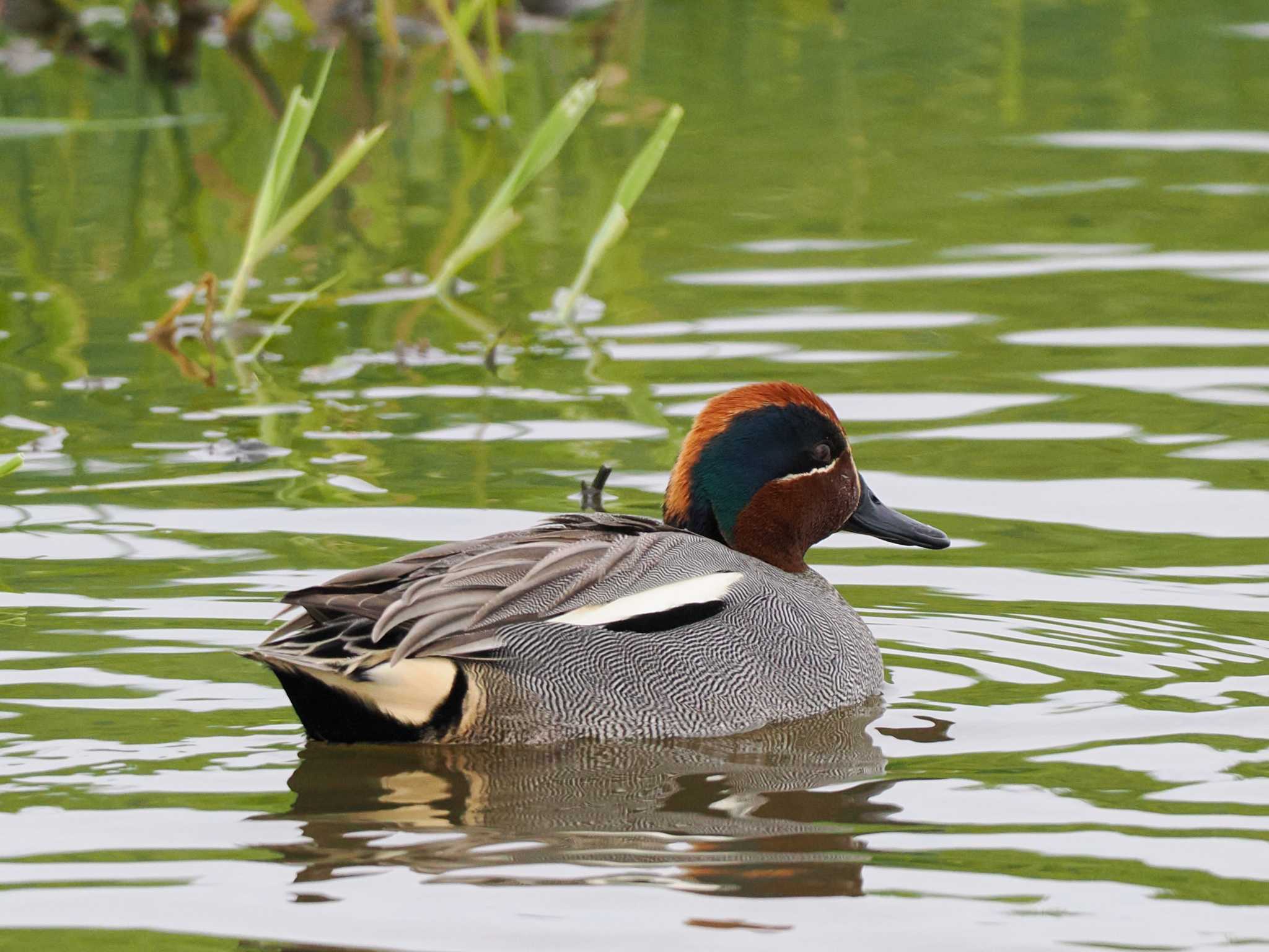 Photo of Eurasian Teal at 東屯田遊水地 by 98_Ark (98ｱｰｸ)