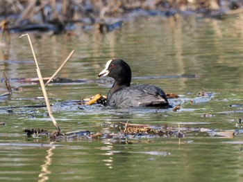 Eurasian Coot 東屯田遊水地 Sun, 4/28/2024