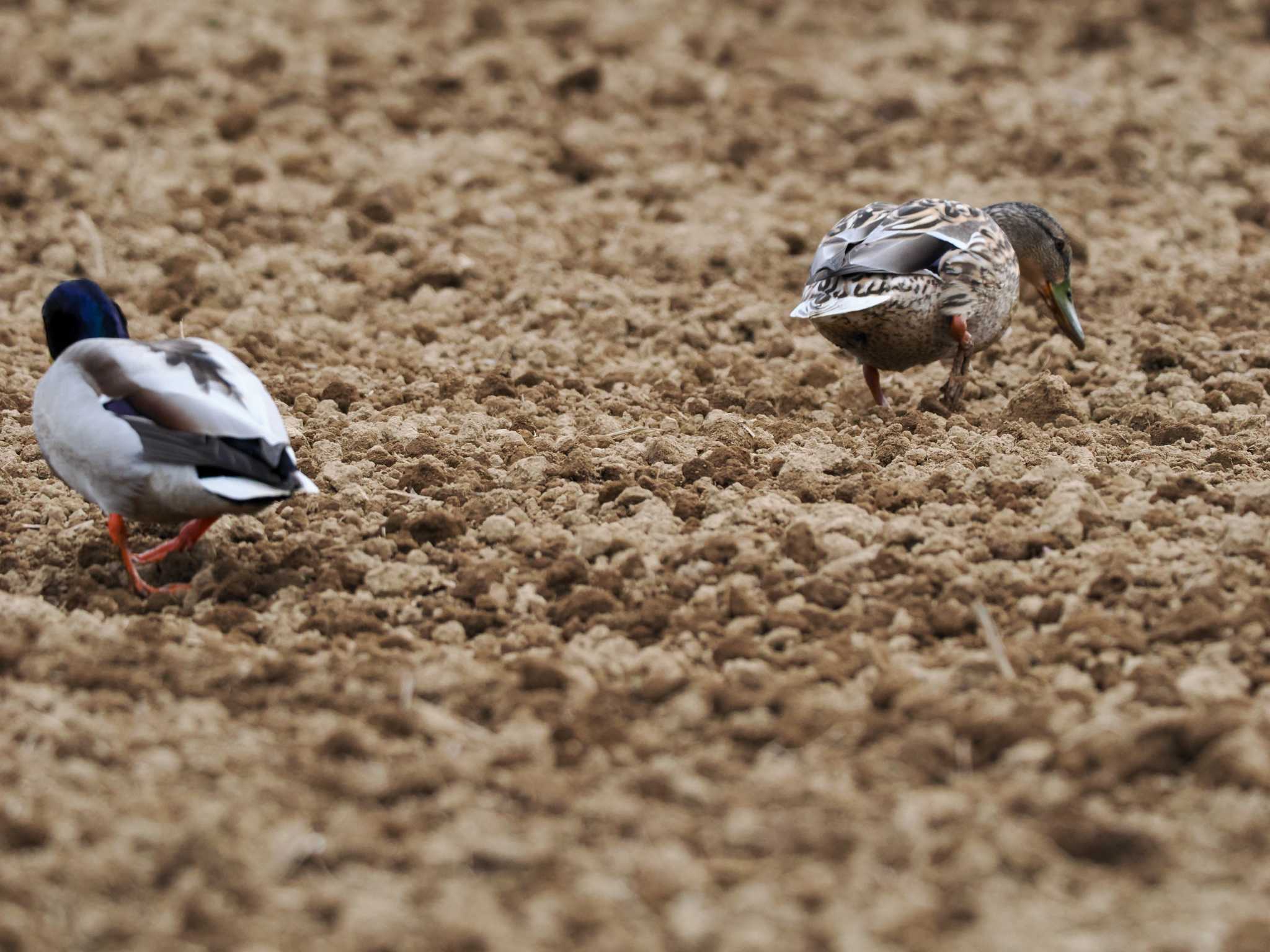 Photo of Mallard at 東屯田遊水地 by 98_Ark (98ｱｰｸ)