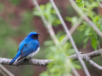 2024年4月28日(日) 福井緑地(札幌市西区)の野鳥観察記録