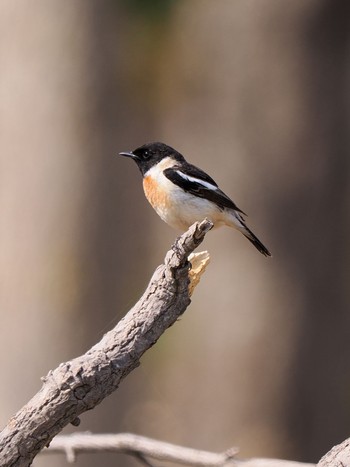 Amur Stonechat 知床自然センター Sun, 4/28/2024