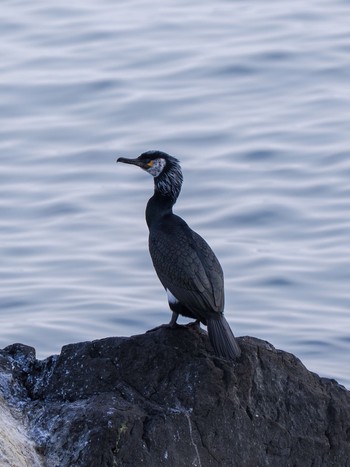 Japanese Cormorant 知床 Sun, 4/28/2024