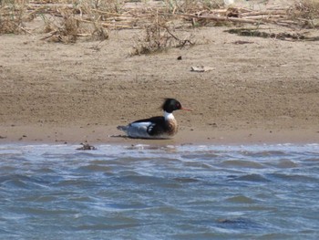 Red-breasted Merganser 蒲生干潟(仙台市) Thu, 4/25/2024