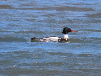 Red-breasted Merganser 蒲生干潟(仙台市) Thu, 4/25/2024