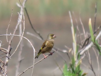 Grey-capped Greenfinch 蒲生干潟(仙台市) Thu, 4/25/2024