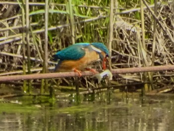 Common Kingfisher Maioka Park Sun, 4/28/2024