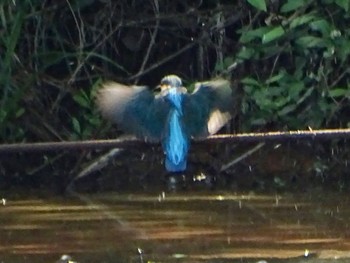 Indigo-banded Kingfisher Maioka Park Sun, 4/28/2024
