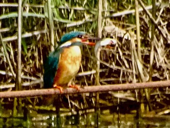 Common Kingfisher Maioka Park Sun, 4/28/2024