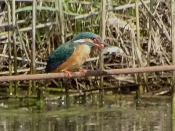 Common Kingfisher Maioka Park Sun, 4/28/2024