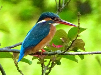 Common Kingfisher Maioka Park Sun, 4/28/2024