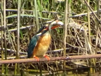 Common Kingfisher Maioka Park Sun, 4/28/2024