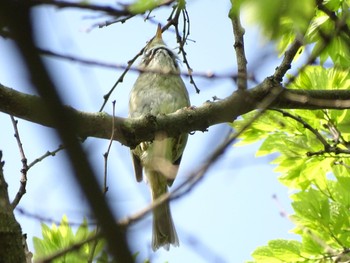 Japanese Bush Warbler Maioka Park Sun, 4/28/2024