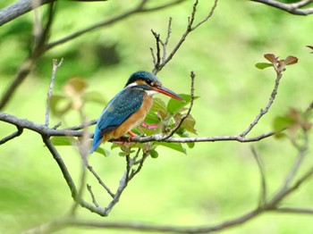 Common Kingfisher Maioka Park Sun, 4/28/2024