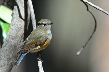 Red-flanked Bluetail 多摩市 Thu, 3/21/2024