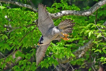 Peregrine Falcon Aobayama Park Sun, 4/28/2024