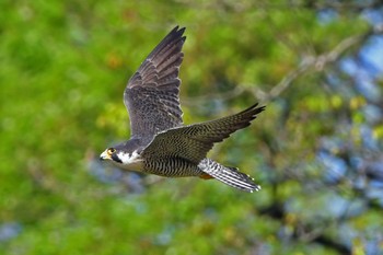 Peregrine Falcon Aobayama Park Sun, 4/28/2024