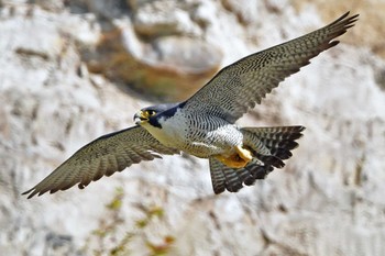 Peregrine Falcon Aobayama Park Sun, 4/28/2024