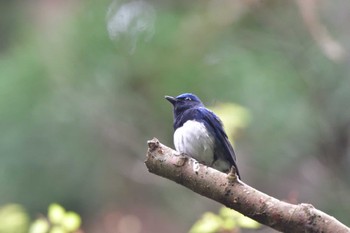 Blue-and-white Flycatcher Moritogawa Sun, 4/21/2024