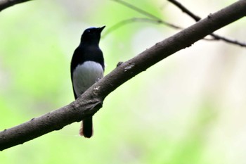 Blue-and-white Flycatcher Moritogawa Sun, 4/21/2024