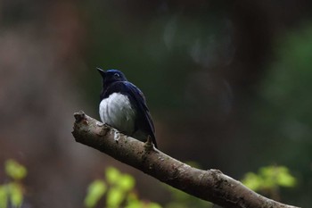 Blue-and-white Flycatcher Moritogawa Sun, 4/21/2024