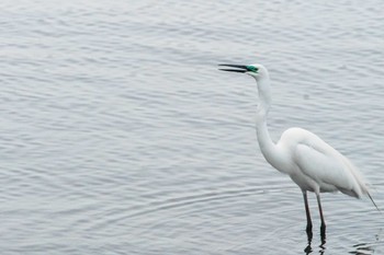 Great Egret Kasai Rinkai Park Fri, 4/12/2024