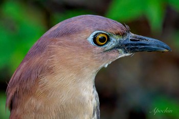 Japanese Night Heron Ukima Park Sat, 4/27/2024