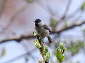 Marsh Tit 知床自然センター Sun, 4/28/2024