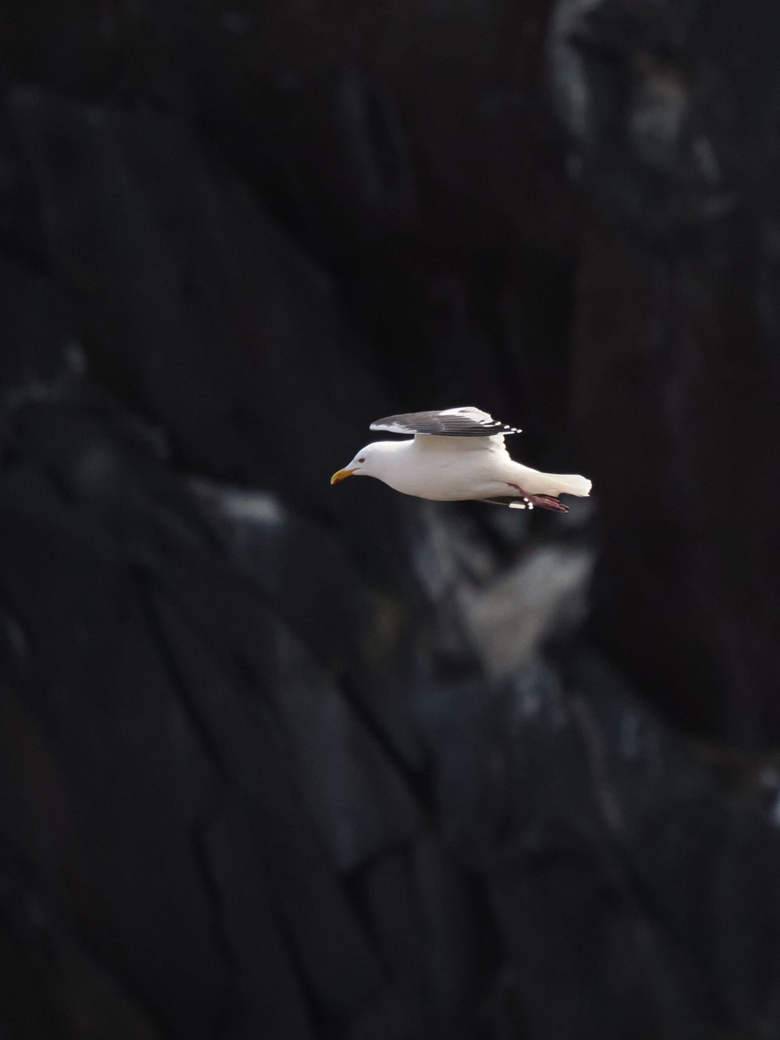 Photo of Vega Gull at 知床自然センター by daffy@お散歩探鳥＆遠征探鳥♪