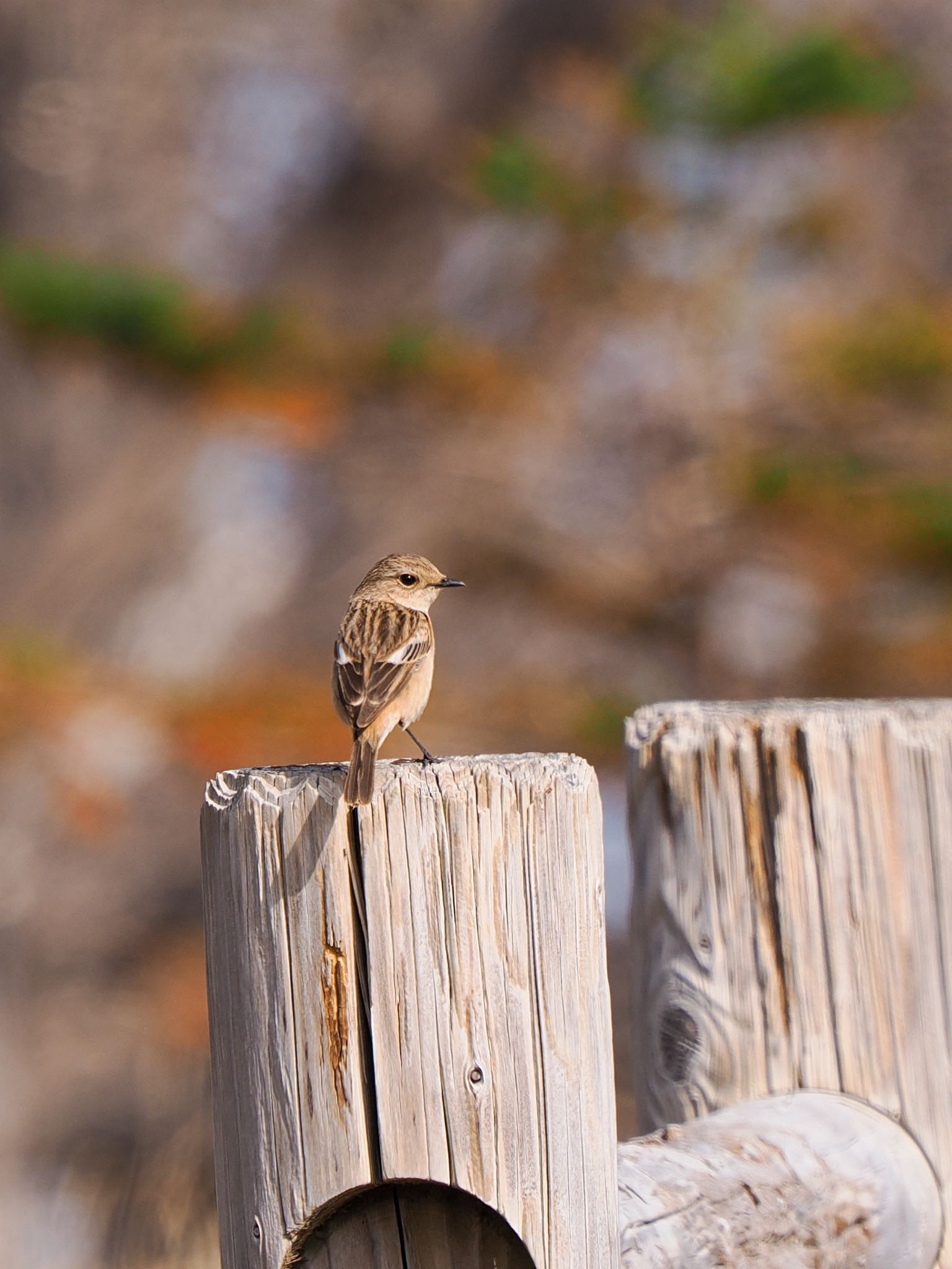 知床自然センター ノビタキの写真 by daffy@お散歩探鳥＆遠征探鳥♪
