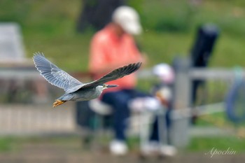 ササゴイ 都立浮間公園 2024年4月27日(土)