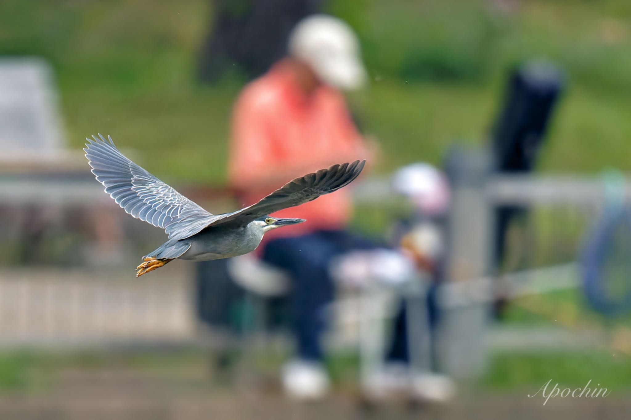 Photo of Striated Heron at Ukima Park by アポちん