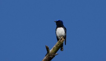 Blue-and-white Flycatcher 静岡県立森林公園 Sun, 4/28/2024