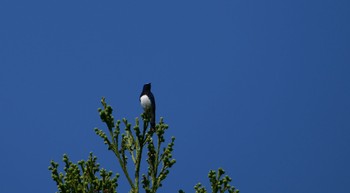 Blue-and-white Flycatcher 静岡県立森林公園 Sun, 4/28/2024