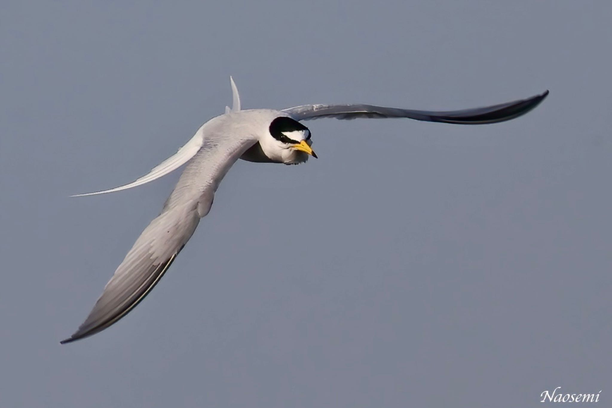 Photo of Little Tern at 多摩川二ヶ領宿河原堰 by Naosuke