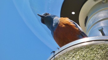 2024年4月28日(日) 布目ダムの野鳥観察記録