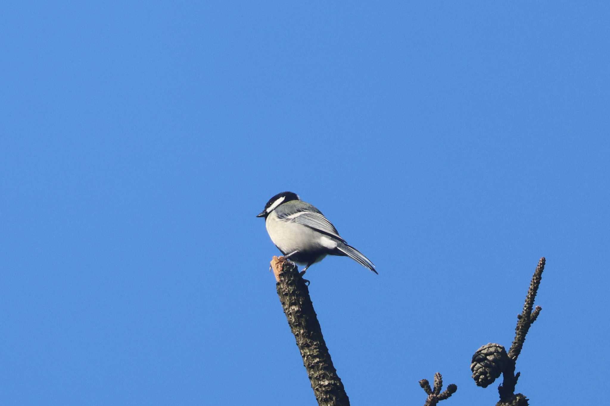 Photo of Japanese Tit at 和泉葛城山 by アカウント10297