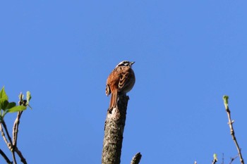 Meadow Bunting 和泉葛城山 Sun, 4/28/2024