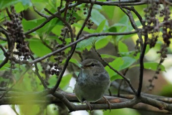 Sun, 4/28/2024 Birding report at 和泉葛城山