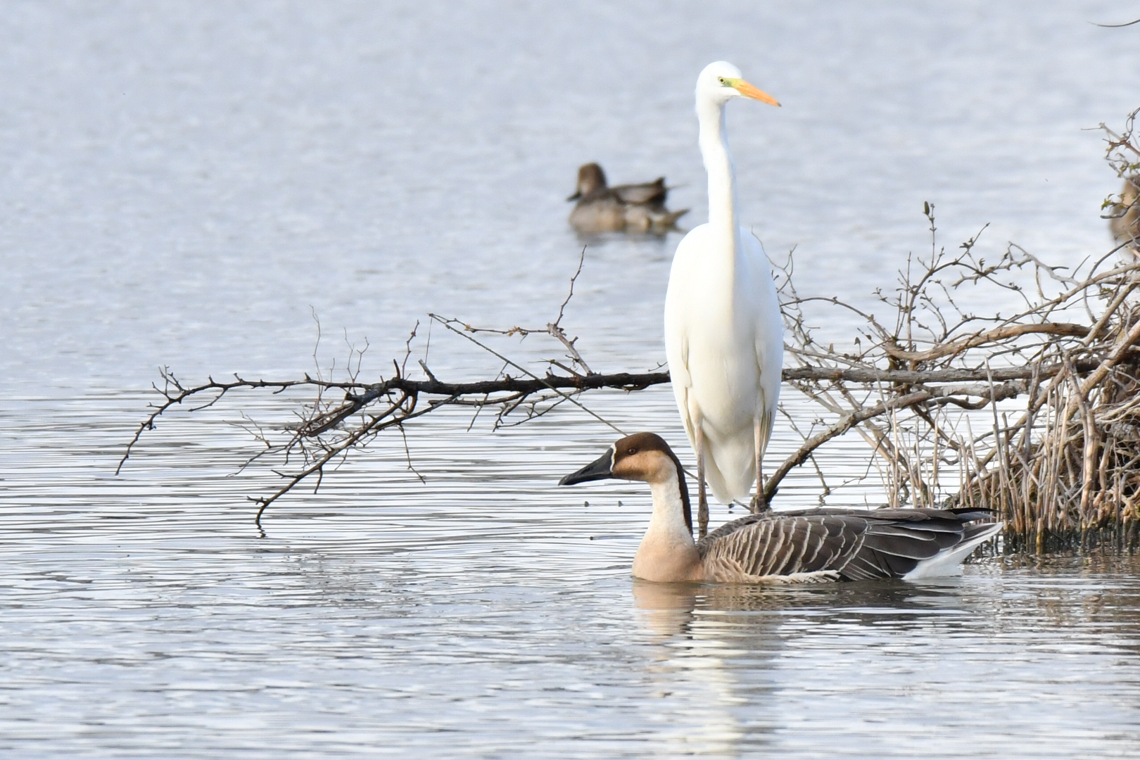 Photo of Swan Goose at 兵庫県 by 倶利伽羅