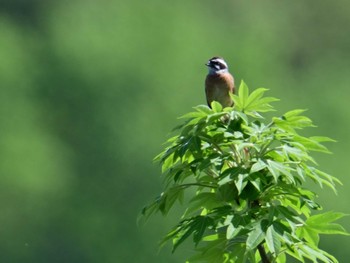 Meadow Bunting 布目ダム Sun, 4/28/2024