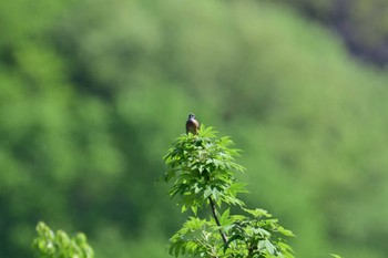 Meadow Bunting 布目ダム Sun, 4/28/2024